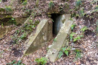 Ormandaki eski taş duvar