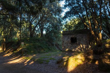 Ormandaki eski ahşap ev.