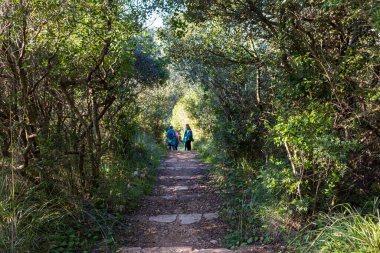 Turistler orman parkında yürüyorlar.