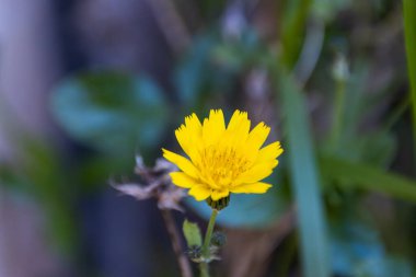 Bahçedeki sarı çiçek