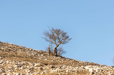 Doğanın güzel manzarası