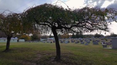 Edinburg, Virginia, ABD. Eski bir mezarlık, iki yayılan ağacın arka planına karşı.