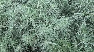 Longwood Gardens, Pennsylvania, ABD (DuPont Gardens), 25 Kasım 2025.od Gardens, Pennsylvania, ABD (DuPont Gardens), 25 Kasım 2025.