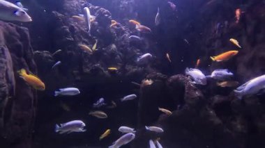 Vahşi Yaşam Hayvanat Bahçesi, Arizona, ABD. 2025.11.12.