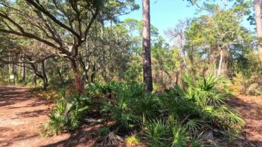 Veliaht adası, Alabama, ABD. 2025.11.18. Parkta yürüyüş yolları.