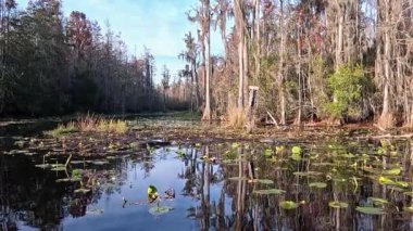 Okefenokee Ulusal Vahşi Yaşam Sığınağı, Folkston, Georgia. 2025.11.19.