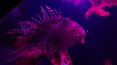 Akvaryum, Camden, New Jersey, ABD. 2025.12.08.