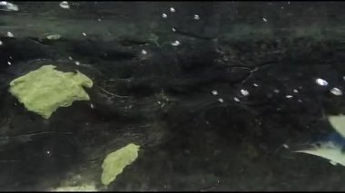 Akvaryum, Camden, New Jersey, ABD. 8 Aralık 2025.