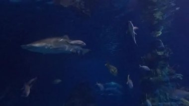 Akvaryum, Camden, New Jersey, ABD. 8 Aralık 2025.