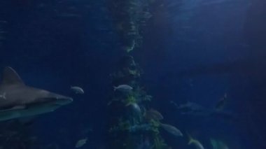 Akvaryum, Camden, New Jersey, ABD. 8 Aralık 2025. Balık ve köpekbalıkları..