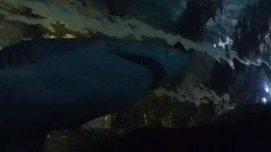 Akvaryum, Camden, New Jersey, ABD. 8 Aralık 2025. Balık ve köpekbalıkları..