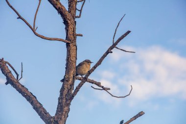 Kum bitkisi önemli bir ekolojik rol oynar, kumun sabitlenmesi ve erozyonun önlenmesi..