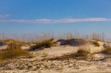 Kum bitkisi önemli bir ekolojik rol oynar, kumun sabitlenmesi ve erozyonun önlenmesi..