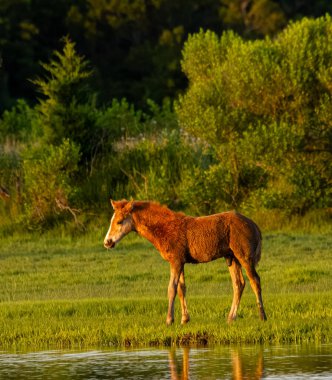 Midilliler adanın bir sembolü ve doğal ve kültürel mirasının bir parçası..