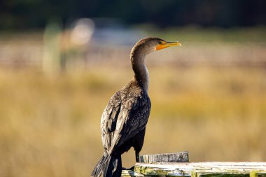 Sakin tatlı su, kıyı bitki örtüsü ve ılıman iklim kuş yuvaları için elverişli koşullar yaratır..
