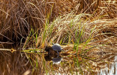 Sakin tatlı su, kıyı bitki örtüsü ve ılıman iklim kuş yuvaları için elverişli koşullar yaratır..