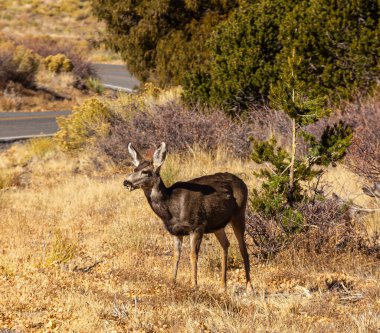 Great Sand Dunes Ulusal Parkı ve Koruma Alanı, Colorado, ABD. 2016.11.19