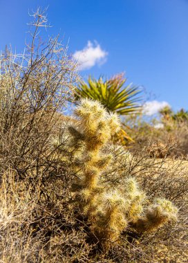 Cholla, Kaliforniya 'daki Joshua Tree Ulusal Parkı' ndaki en belirgin ve unutulmaz kaktüslerden biridir..