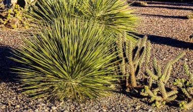 Parkın manzarası zıt ve çarpıcı: otlar, kaktüsler ve çalılarla kaplı açık bir çöl ovasının üzerinde muazzam kaya oluşumları yükseliyor..