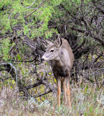 Theodore Roosevelt Ulusal Parkı, batı Kuzey Dakota, ABD 'de yer almaktadır. 27 Eylül 2017.