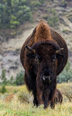 Theodore Roosevelt Ulusal Parkı, batı Kuzey Dakota, ABD 'de yer almaktadır. 27 Eylül 2017.