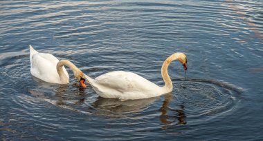 Cape May, New Jersey 'in en güney noktası, 2019.01.06. Burası dinlenmek, kuşları izlemek ve okyanusta günbatımının keyfini çıkarmak için popüler bir yerdir..