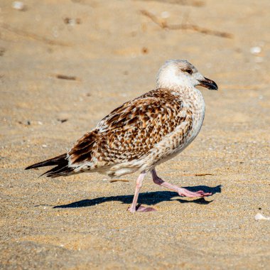 Sandy Hook, ABD 'nin New Jersey kıyısında dar bir yarımadadır. 20.11.28.