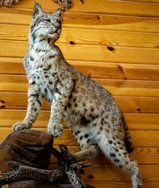 Interior of a professional hunter's house in Oklahoma, USA. 2025.11.