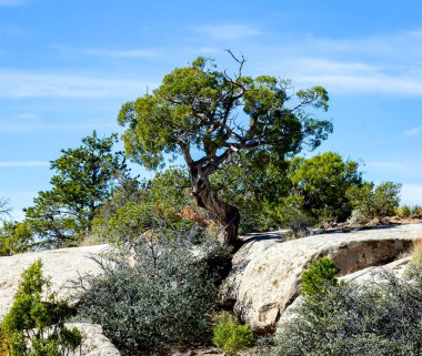 Chinle, Antilop Evi, Arizona, ABD. 8 Kasım 2025.