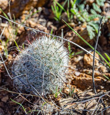 Coconino, Ulusal Orman, Arizona, ABD. 2025.11.11.