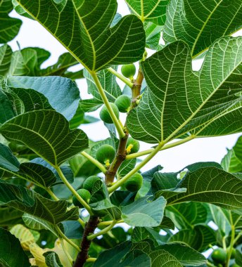 Coconino, Ulusal Orman, Arizona, ABD. 2025.11.11.
