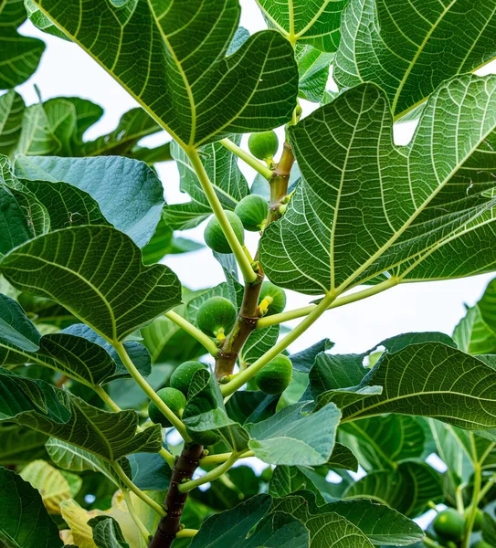 Coconino, Ulusal Orman, Arizona, ABD. 2025.11.11.