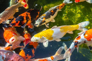 Arizona, ABD 'deki Vahşi Yaşam Hayvanat Bahçesi' nde esir tutulan hayvan ve kuşların fotoğrafları. 2025.11.12.