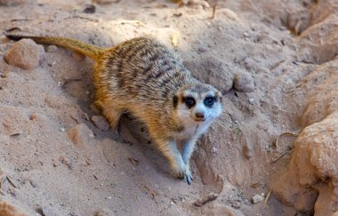Arizona, ABD 'deki Vahşi Yaşam Hayvanat Bahçesi' nde esir tutulan hayvan ve kuşların fotoğrafları. 2025.11.12.