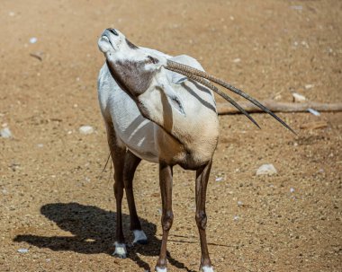 Arizona, ABD 'deki Vahşi Yaşam Hayvanat Bahçesi' nde esir tutulan hayvan ve kuşların fotoğrafları. 2025.11.12.