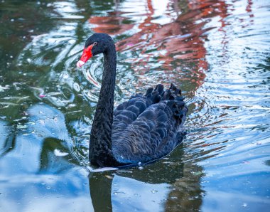 Arizona, ABD 'deki Vahşi Yaşam Hayvanat Bahçesi' nde esir tutulan hayvan ve kuşların fotoğrafları. 2025.11.12.