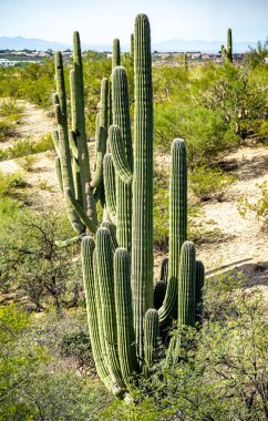 New Mexico, ABD 'deki Rockhound State Park, 2025.11.13.