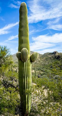New Mexico, ABD 'deki Rockhound State Park, 2025.11.13.