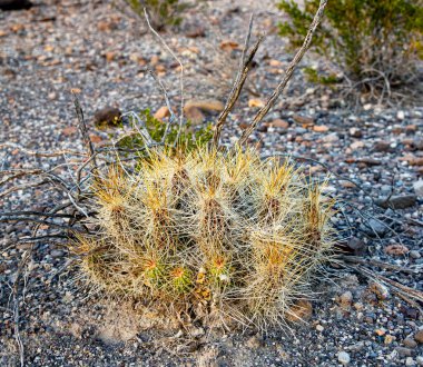 El Paso, Teksas Mahallesi, ABD, 2025.11.14