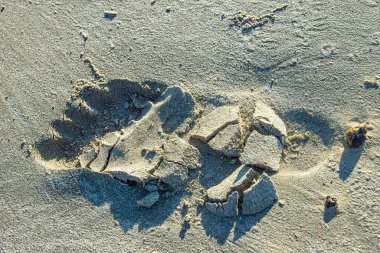 Sabine Pass yakınlarındaki kumsal kıyısı, Teksas, ABD, 2025.11.16.