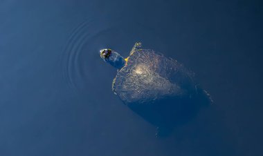 Veliaht adası, Alabama, ABD. 18 Kasım 2025.