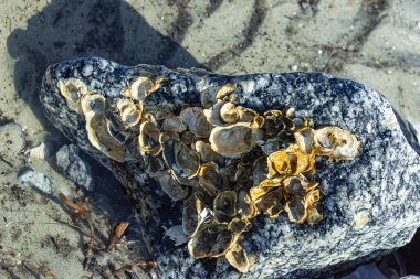 Jekyll Adası Eyalet Parkı, Georgia, ABD. 2025.11.20.