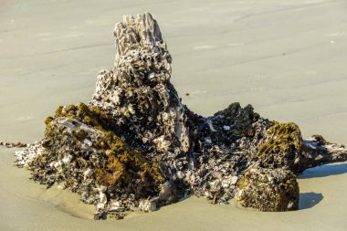 Jekyll Adası Eyalet Parkı, Georgia, ABD. 2025.11.20.