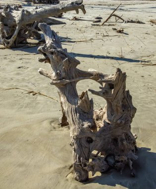 Jekyll Adası Eyalet Parkı, Georgia, ABD. 2025.11.20.