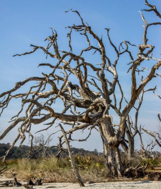Jekyll Adası Eyalet Parkı, Georgia, ABD. 2025.11.20.