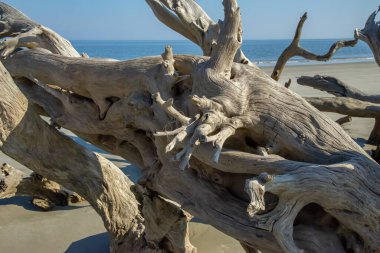 Jekyll Adası Eyalet Parkı, Georgia, ABD. 2025.11.20.