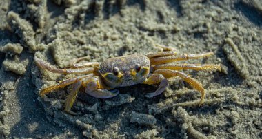 Güney Carolina, Murrells Körfezi 'nin kumlu kıyı şeridi. ABD. 2025.11.21.