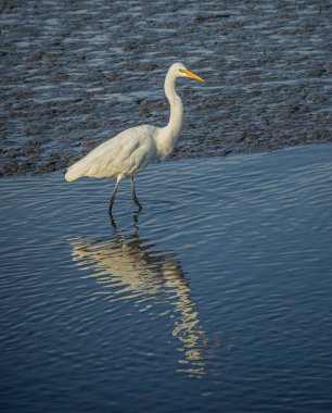 Mullet Pond, Murrell Körfezi, Güney Carolina. 2025 yılı. On bir. 21.