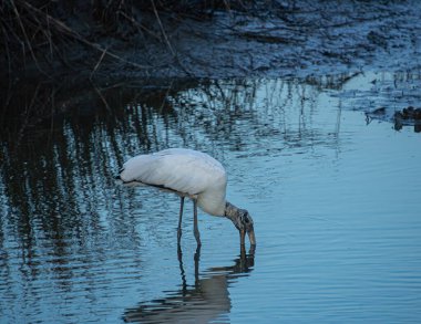 Mullet Pond, Murrell Körfezi, Güney Carolina. 2025 yılı. On bir. 21.