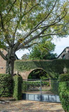 Charleston, Güney Carolina 'daki renkli tarihi evler. 21 Kasım 2025.